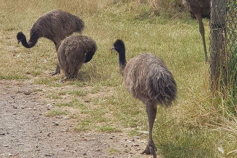 Phillip Island Penguin And Wildlife Tour - Accommodation Mount Tamborine 32