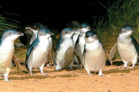 Phillip Island Penguin And Wildlife Tour - Accommodation Mount Tamborine 0