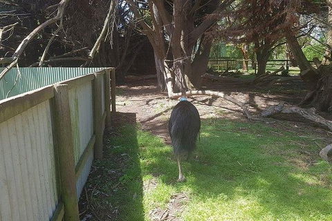 Phillip Island Penguin And Wildlife Tour - Accommodation Mount Tamborine 5