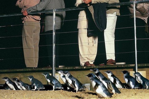 Phillip Island Penguin And Wildlife Tour - Accommodation Mount Tamborine 20