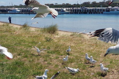 Phillip Island Penguin And Wildlife Tour - Accommodation Mount Tamborine 1