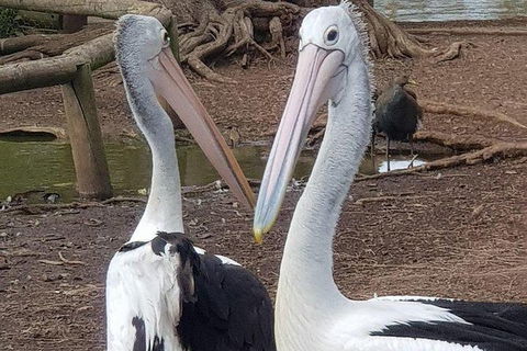 Phillip Island Penguin And Wildlife Tour - Accommodation Mount Tamborine 6