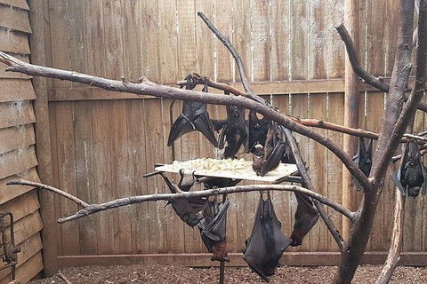 Phillip Island Penguin And Wildlife Tour - Accommodation Mount Tamborine 31