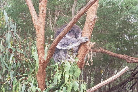 Phillip Island Penguin And Wildlife Tour - Accommodation Mount Tamborine 16