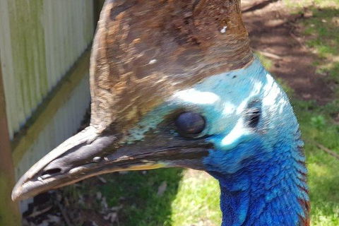 Phillip Island Penguin And Wildlife Tour - Accommodation Mount Tamborine 19