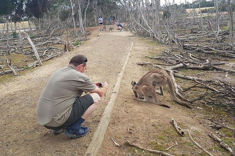 Phillip Island Penguin And Wildlife Tour - Accommodation Mount Tamborine 30