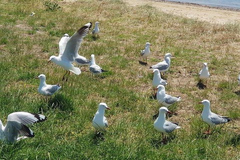 Phillip Island Penguin And Wildlife Tour - Accommodation Mount Tamborine 9