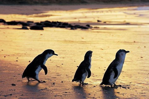 Phillip Island Penguin And Wildlife Tour - Accommodation Mount Tamborine 13