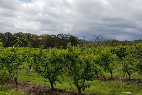 Day Tour Of Yarra Valley Puffing Billy And Rayners Orchard - Accommodation Mount Tamborine 42
