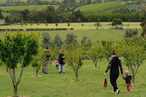 Day Tour Of Yarra Valley Puffing Billy And Rayners Orchard - Accommodation Mount Tamborine 36