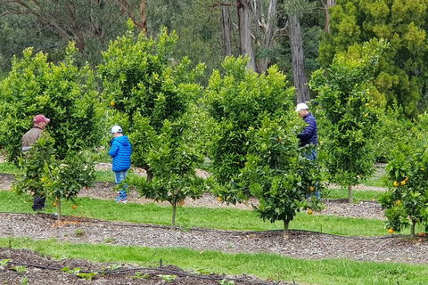 Day Tour Of Yarra Valley Puffing Billy And Rayners Orchard - Accommodation Mount Tamborine 1