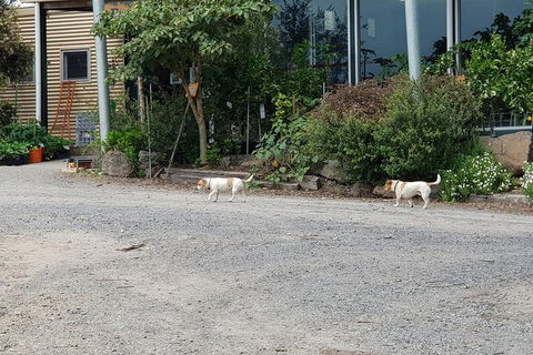 Day Tour Of Yarra Valley Puffing Billy And Rayners Orchard - Accommodation Mount Tamborine 21