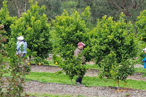 Day Tour Of Yarra Valley Puffing Billy And Rayners Orchard - Accommodation Mount Tamborine 34