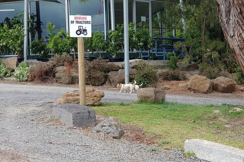 Day Tour Of Yarra Valley Puffing Billy And Rayners Orchard - Accommodation Mount Tamborine 2