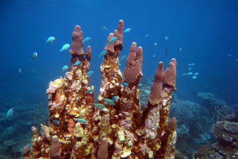 Coral Bay 3-Hour Turtle Ecotour - Accommodation Mount Tamborine 1