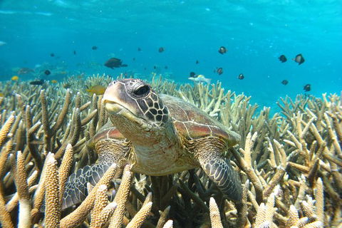 Coral Bay 3-Hour Turtle Ecotour - Accommodation Mount Tamborine 0
