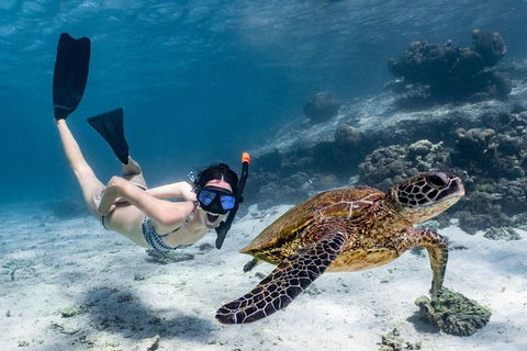 Coral Bay 3-Hour Turtle Ecotour - Accommodation Mount Tamborine 3