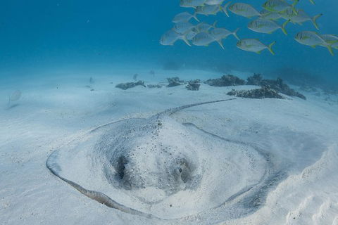 Coral Bay 3-Hour Turtle Ecotour - Accommodation Mount Tamborine 2