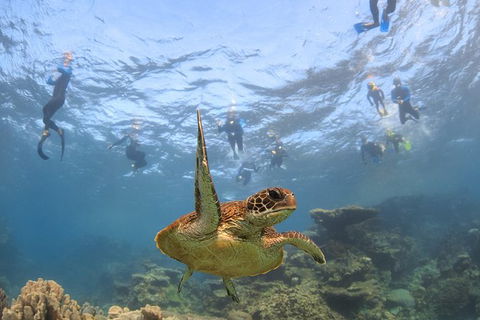 Coral Bay 3-Hour Turtle Ecotour - Accommodation Mount Tamborine 4
