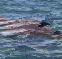 Cruise  a Winery or Brewery scenic tour - Accommodation Mount Tamborine