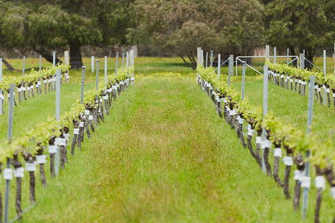 Organic Vineyard/Farm Tour - Accommodation Mount Tamborine 4
