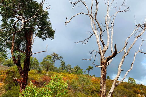 Perth Hills Explorer (Private) Day Tour - Accommodation Mount Tamborine 33