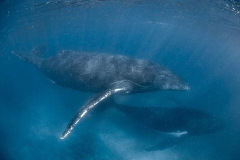 Full-Day Whale Watching Snorkeling And Swimming At Coral Bay - Accommodation Mount Tamborine 6
