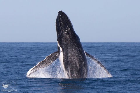Full-Day Whale Watching Snorkeling And Swimming At Coral Bay - Accommodation Mount Tamborine 0