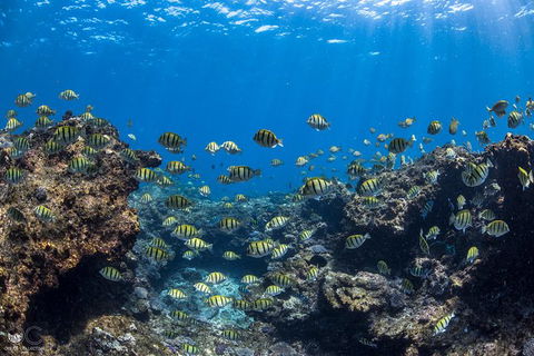 Full-Day Whale Watching Snorkeling And Swimming At Coral Bay - Accommodation Mount Tamborine 1