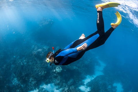 Full-Day Whale Watching Snorkeling And Swimming At Coral Bay - Accommodation Mount Tamborine 2