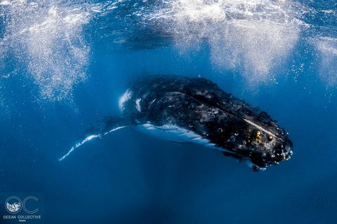 Full-Day Whale Watching Snorkeling And Swimming At Coral Bay - Accommodation Mount Tamborine 4