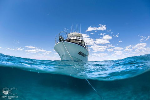 Full-Day Whale Watching Snorkeling And Swimming At Coral Bay - Accommodation Mount Tamborine 3