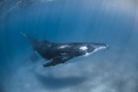 Full-Day Whale Watching Snorkeling And Swimming At Coral Bay - Accommodation Mount Tamborine 5