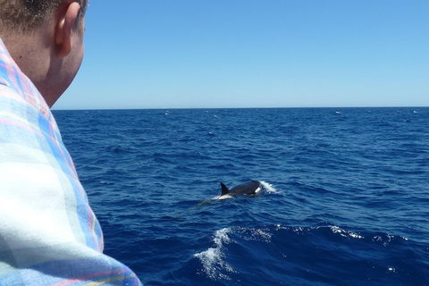 Full-Day Killer Whale Expedition From Albany - Accommodation Mount Tamborine 1