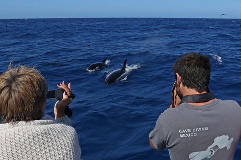 Full-Day Killer Whale Expedition From Albany - Accommodation Mount Tamborine 2