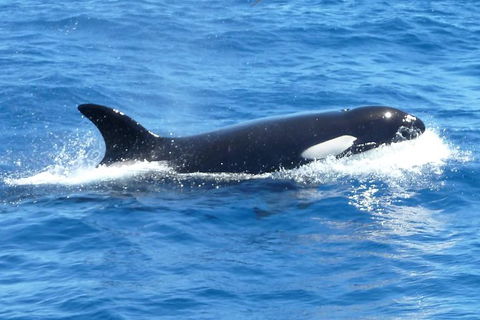 Full-Day Killer Whale Expedition From Albany - Accommodation Mount Tamborine 0