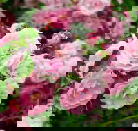 Botanical gardens winery and scenic full day tour - Accommodation Mount Tamborine