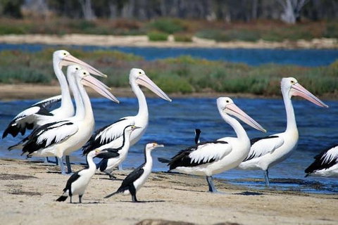 Romance Cruise + Scenic Tour + Beer Tasting + 3 Course Lunch + Hamper - Accommodation Mount Tamborine 5