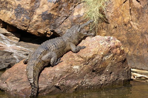 Ord River Experience With Riverside Lunch - Accommodation Mount Tamborine 2