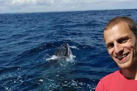 Whale Watching Boat Tour In Geraldton - Accommodation Mount Tamborine 2