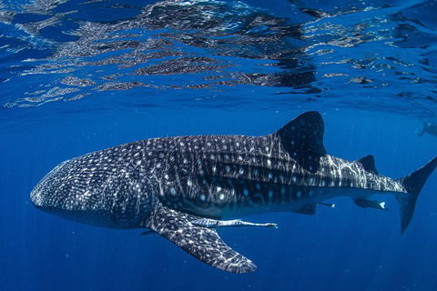 Full-Day Whale Sharks Swimming Experience On Ningaloo Reef - Accommodation Mount Tamborine 10