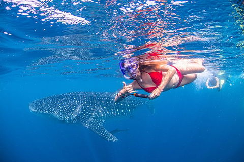 Full-Day Whale Sharks Swimming Experience On Ningaloo Reef - Accommodation Mount Tamborine 0