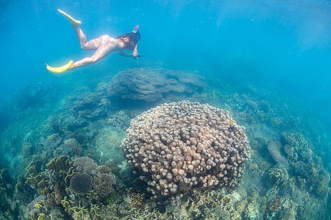 Full-Day Whale Sharks Swimming Experience On Ningaloo Reef - Accommodation Mount Tamborine 6
