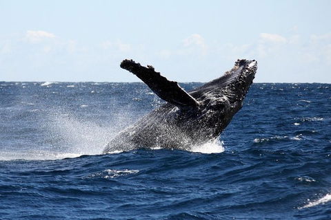 Full-Day Whale Sharks Swimming Experience On Ningaloo Reef - Accommodation Mount Tamborine 8