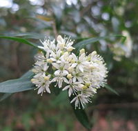 Booderee National Park - Accommodation Mount Tamborine