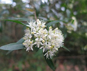 Booderee National Park - Accommodation Mount Tamborine 0