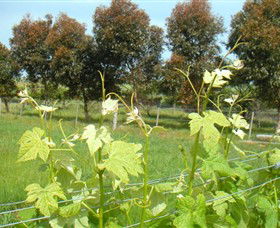 Dreeite VIC Accommodation Mount Tamborine