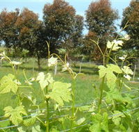 Barwon Ridge Wines - Accommodation Mount Tamborine