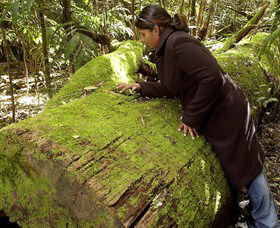 Glen Innes NSW Accommodation Mount Tamborine