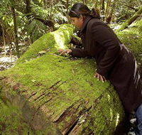 Washpool National Park - Washpool Walk - Accommodation Mount Tamborine